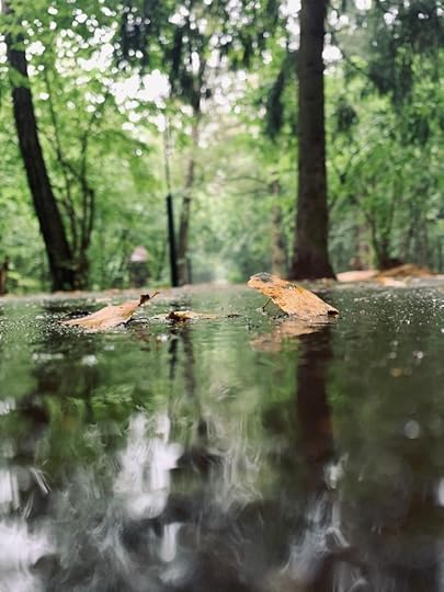 lluvia - parque - hojas 