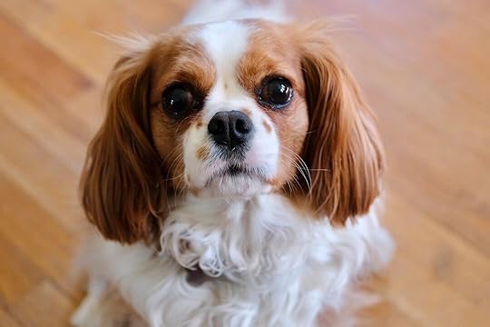 a brown and white dog sitting on top of a wooden floor