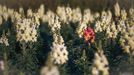 A field full of white and red flowers