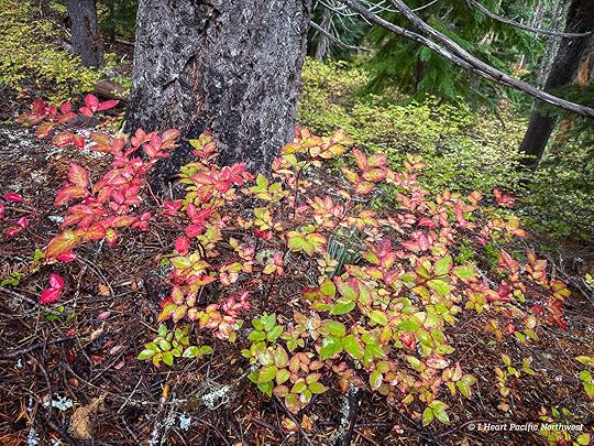 Devils Acre - Palmateer Point loop hike