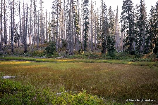 Junction Lake Backpacking Trip - Indian Heaven Wilderness