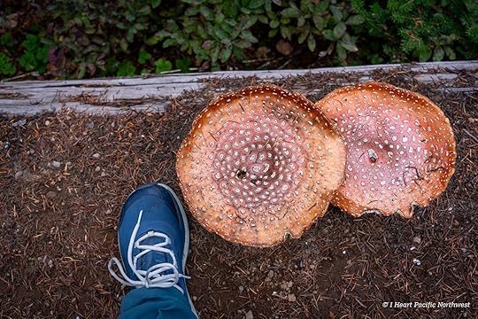 Junction Lake Backpacking Trip - Indian Heaven Wilderness