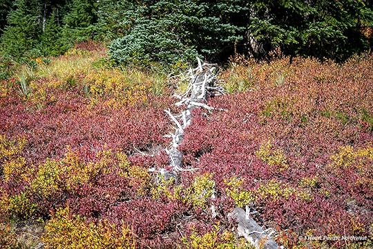 Junction Lake Backpacking Trip - Indian Heaven Wilderness