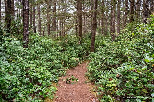 Camping on the Central Oregon Coast at Carl Washburne campground