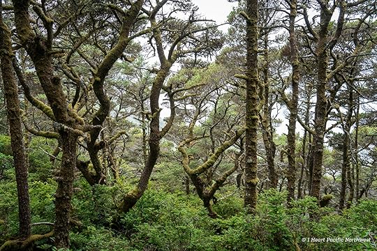 Camping on the Central Oregon Coast at Carl Washburne campground