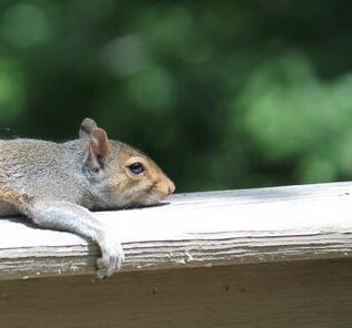 squirrel lying down