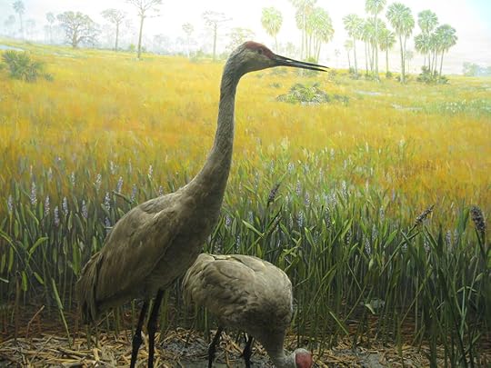 American Museum of Natural History