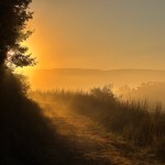 Morning Mist on the Mountain Trail