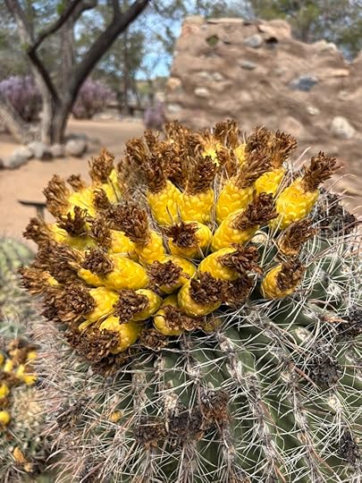 barrel cactus in bloom