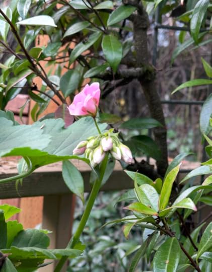 A cluster of geranium buds show pink against an autumnal background, with one beginning to open into a flower