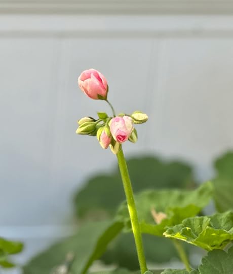 Pink gernanium trying to bloom