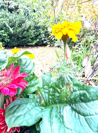 Against an autumn background of a leaf-strewn lawn, bright marigold and tired-looking red gerbera daisies