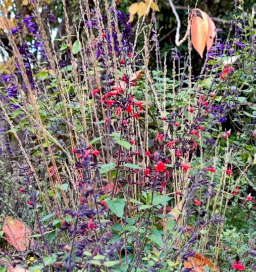 Three different small-bloom salvia: red, red and white, and purple, against the russet leaves of a cherry tree