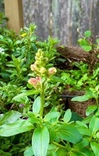 Pale snapdragon showing buds against geenery