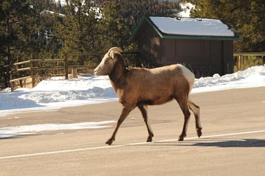 big horn sheep in Rocky Mountain National Park