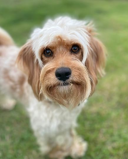 A fluffy dog with brown and white fur looks forward.