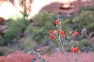 Book Review: Polygamy and Women’s Healthcare from a Midwife’s Perspective