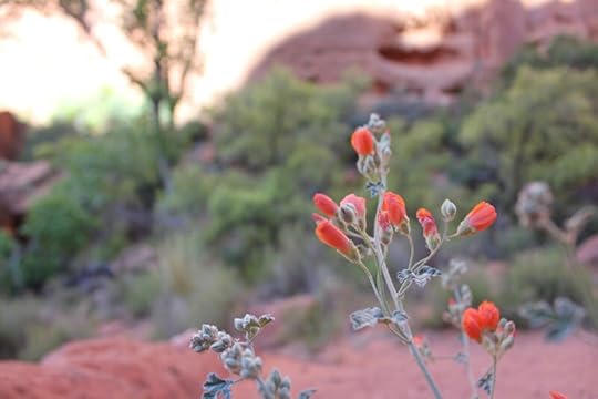 Book Review: Polygamy and Women’s Healthcare from a Midwife’s Perspective