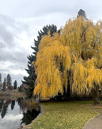 Yellowwillowtreefullshotmirrorpond