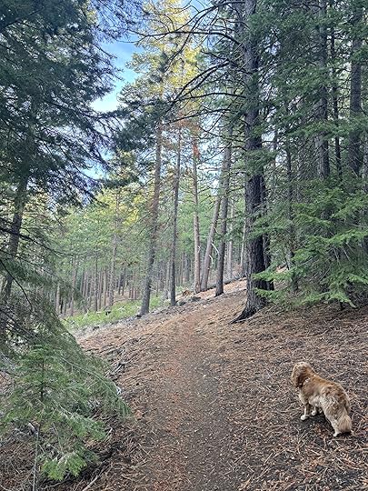 Clearingofwoodsblueskynelletrail
