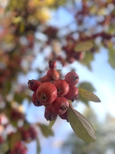 Crabappleberrycloseup