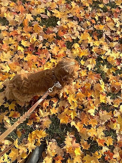 Nelleorangeyellowleavesmorninglighttopshot