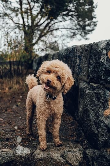 A fluffy, light brown dog standing next to a stone wall with trees in the background.
