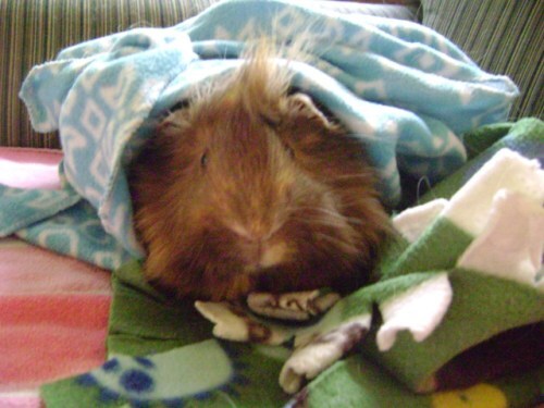 Rachel E Smith guinea pig Danger Crumples