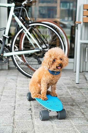 A fluffy brown poodle sitting on a blue skateboard in front of a bicycle.