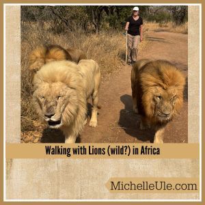A woman walking with 3 wild lions