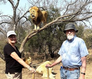 Woman with three lions, one lion in a tree