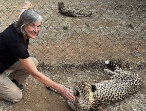 Older woman petting a wild cheetah
