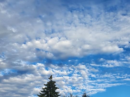 A picture of a cloudy sky above spruce trees.