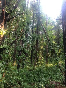 Asiatic Bittersweet vines