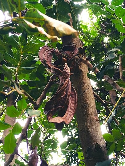 Χαρουπια αγρια κρεμαμενα από δεντρο, απο το μαθημα αναγνωρισης βοτανων