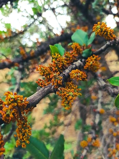 Δεντρο χαρουπιας με πολλα μικρα πορτοκαλι ανθη, απο το μαθημα αναγνωρισης βοτανωνPicture