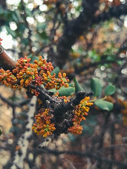Σκουρόχρωμος φλοιος χαρουπιας με μικρα πορτοκαλι ανθη, απο το μαθημα αναγνωρισης βοτανων