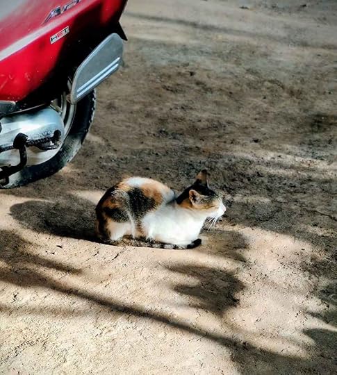 Tabby Cat, Kazhakuttam