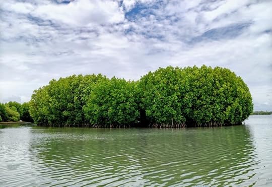 Mangrove trees near Sambranikodi Island
