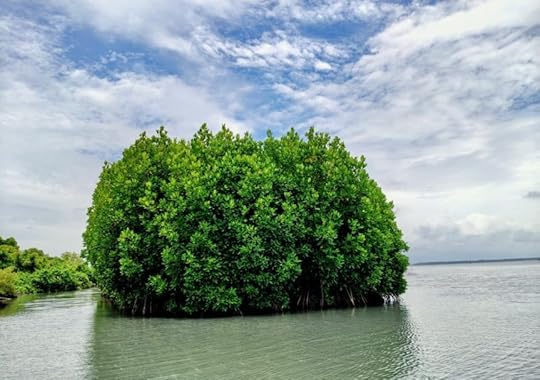 Mangrove trees near Sambranikodi Island.