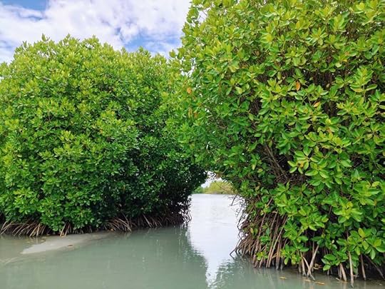 Mangrove forests near Sambranikodi Island.