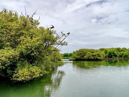 Mangrove forests near Sambranikodi Island.