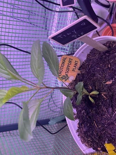 A picture of Tiny Pip, about 15 cm tall