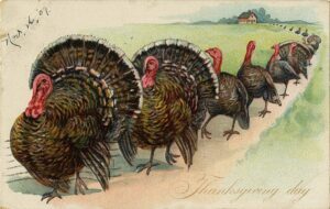 postcard of turkeys walking down a road