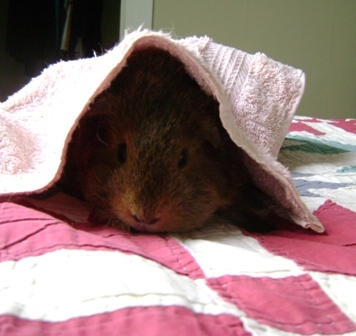 Rachel E Smith guinea pig Twiglet