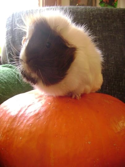 Rachel E Smith guinea pig Snuffy