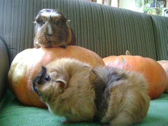 Rachel E Smith guinea pigs Peregrine and Ozma
