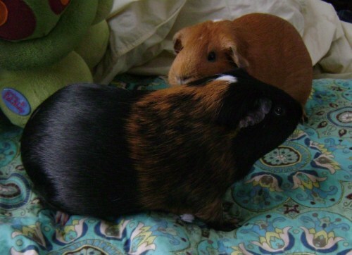 Rachel E Smith guinea pigs Belvedere and Pickles