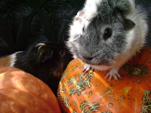 Rachel E Smith guinea pigs Snorri and Jonesy