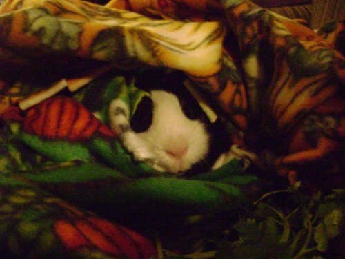 Rachel E Smith guinea pig Thorfinnur